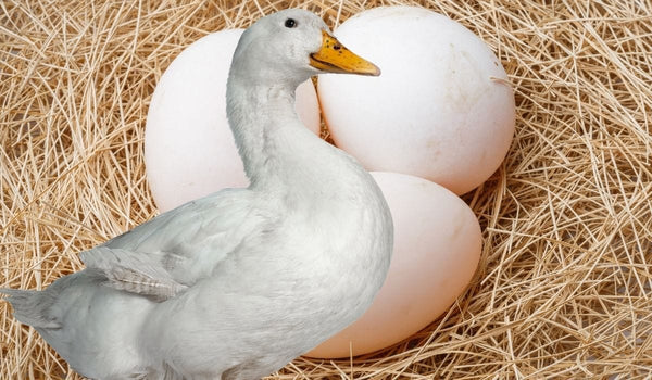 Organic Duck Eggs Free Range (Pack of 6)*