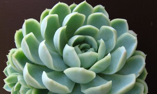 Echeveria Elegans Rose