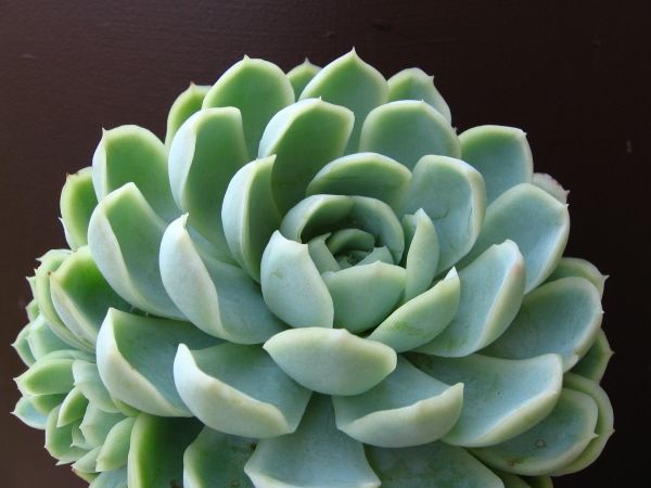 Echeveria Elegans Rose