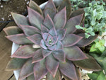 Echeveria silver queen