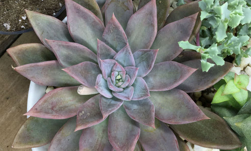 Echeveria silver queen