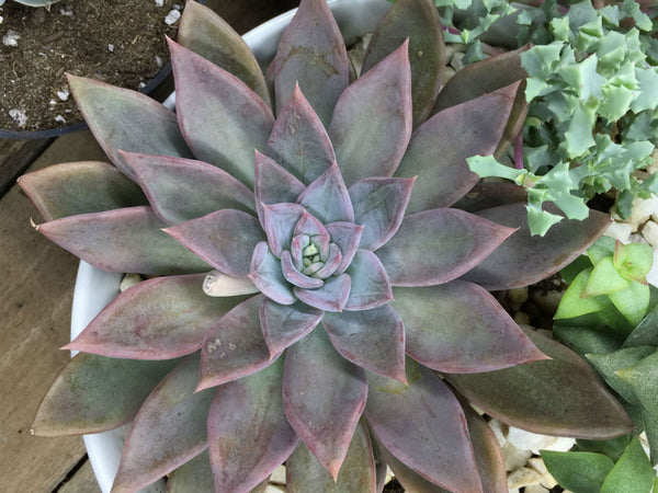 Echeveria silver queen