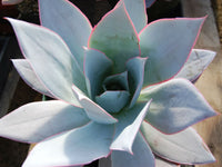 Echeveria Cante