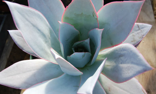 Echeveria Cante