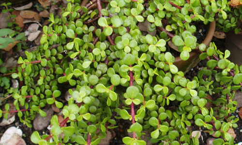 Elephant Bush (Jade)