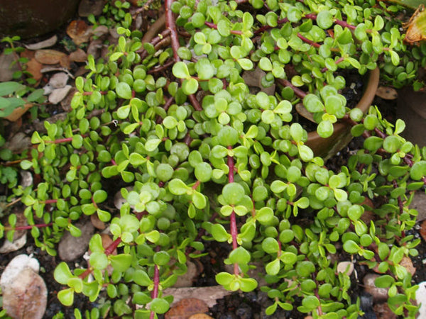 Elephant Bush (Jade)