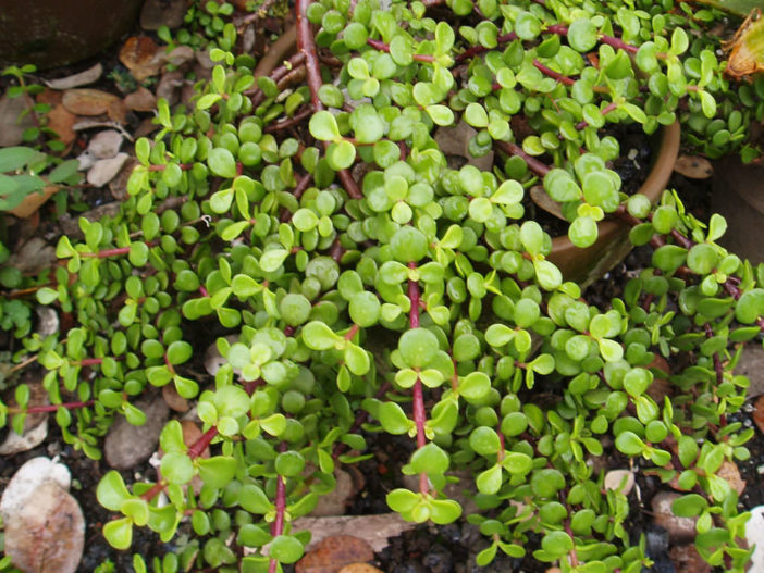 Elephant Bush (Jade) – GreenDNA® India