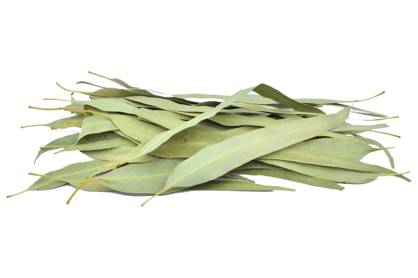 Organic Eucalyptus Leaves(Dried)