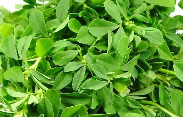 Organic Methi/Fenugreek Leaves