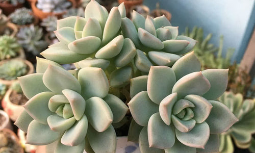 Graptoveria Titubans -Succulent