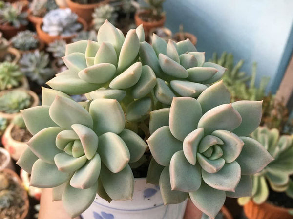 Graptoveria Titubans -Succulent