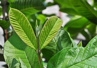 Organic Fresh Guava leaves