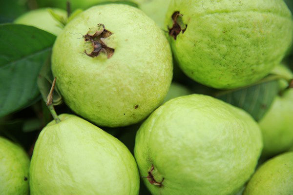 Organic Guava