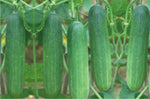 Organic Cucumber