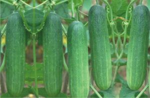 Organic Cucumber