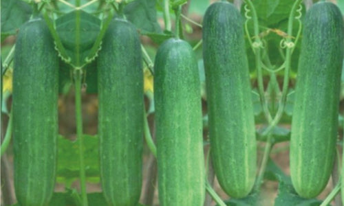 Organic Cucumber