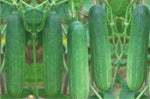 Organic Cucumber-Offer