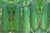Organic Cucumber-Offer
