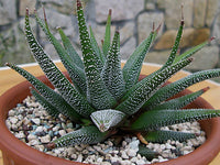 Haworthia (Sucuulent) In Ceramic Pot