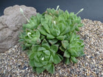 Haworthia Succulent In Ceramic Pot