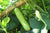 Organic Bottle gourd long