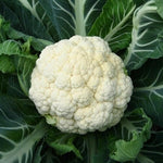 Organic Cauliflower-Offer