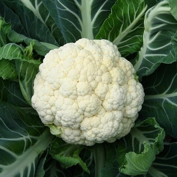 Organic Cauliflower-Offer