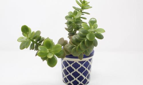 Crassula Ovata (Jade Green) In Ceramic Pot