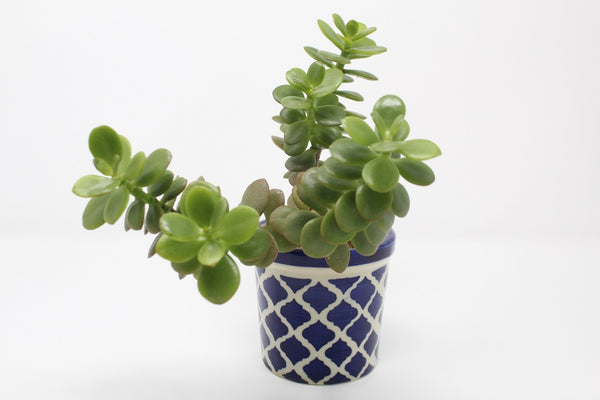 Crassula Ovata (Jade Green) In Ceramic Pot