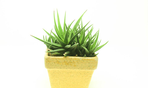 Haworthia (Sucuulent) In Ceramic Pot