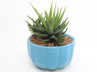 Haworthia (Succulent) In Ceramic Pot