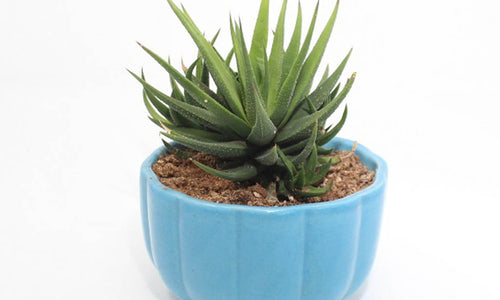 Haworthia (Succulent) In Ceramic Pot