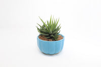 Haworthia (Succulent) In Ceramic Pot