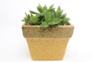 Howorthia Succulent In Ceramic Pot