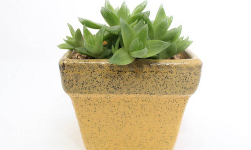 Howorthia Succulent In Ceramic Pot