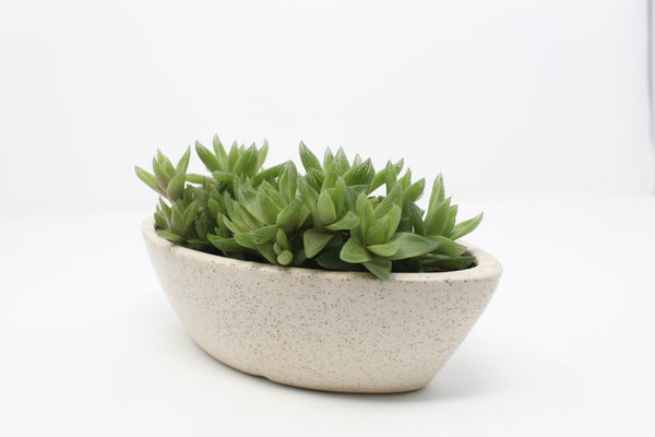 Haworthia Succulent In Ceramic Pot