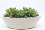 Haworthia Succulent In Ceramic Pot