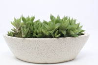 Haworthia Succulent In Ceramic Pot