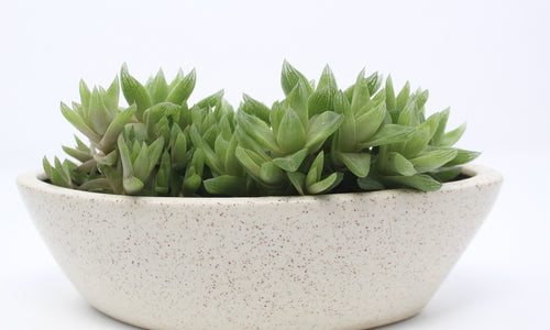 Haworthia Succulent In Ceramic Pot