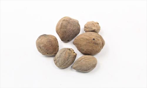 Natural Baheda /Terminalia Bellirica/Myrobalan Raw Herbs