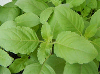 Organic Holy Tulsi Leaves