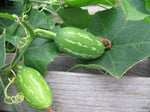 Organic Coccinia / Ivy Gourd
