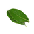 Organic Jackfruit leaves