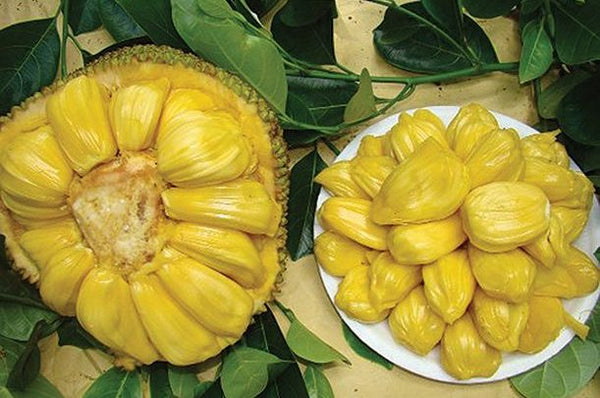 Organic JackFruit (9-11kg)