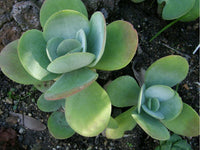 Kalanchoe Thyrsiflora (Succulent)