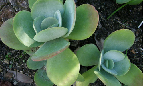 Kalanchoe Thyrsiflora (Succulent)