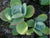 Kalanchoe Thyrsiflora (Succulent)