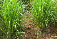 Organic Lemon grass