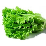 Organic Lettuce Green