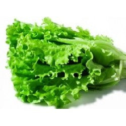 Organic Lettuce Green